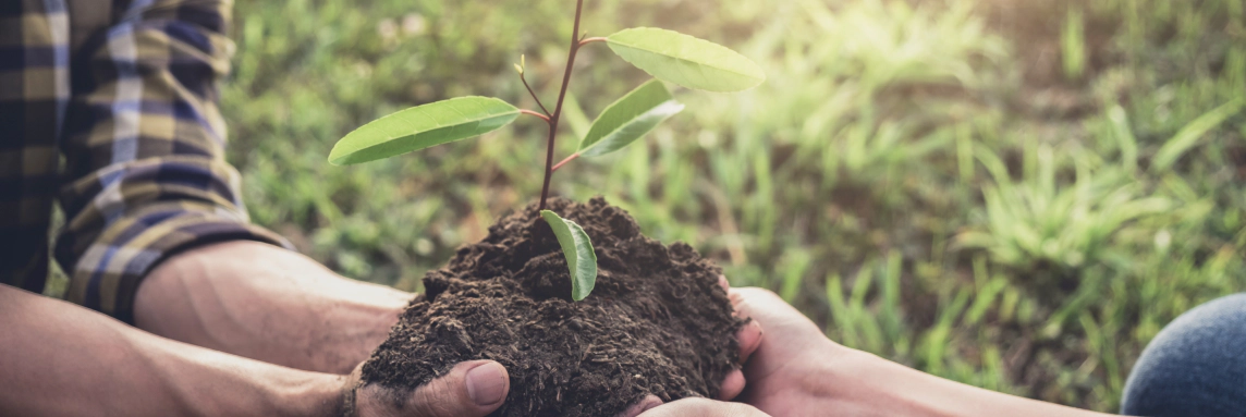 Imagem Compostagem doméstica: Como funciona?